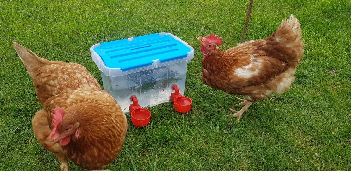 Fabriquer un abreuvoir pour les poules