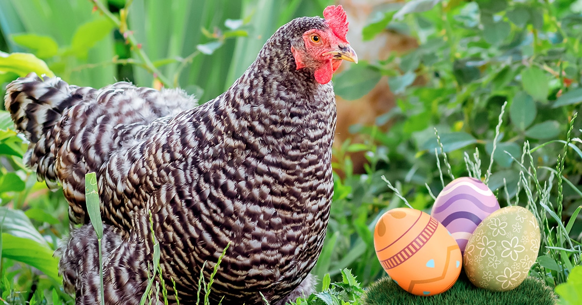 Oeuf de paques dans le poulailler