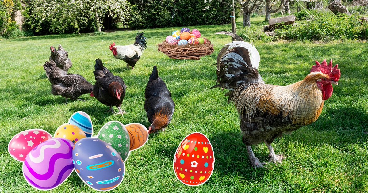 Pourquoi cette tradition de la poule et des oeufs de Pâques ?