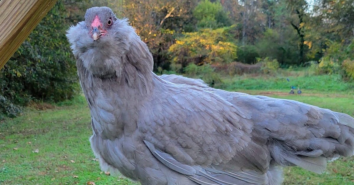 Poule Ameraucana en sortant du poulailler