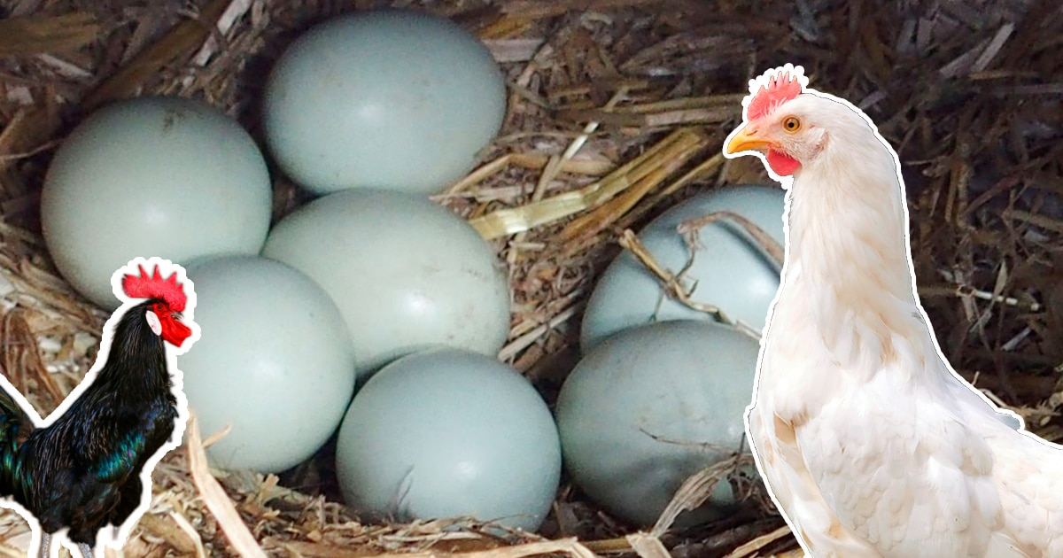 Races de poules aux oeufs bleus