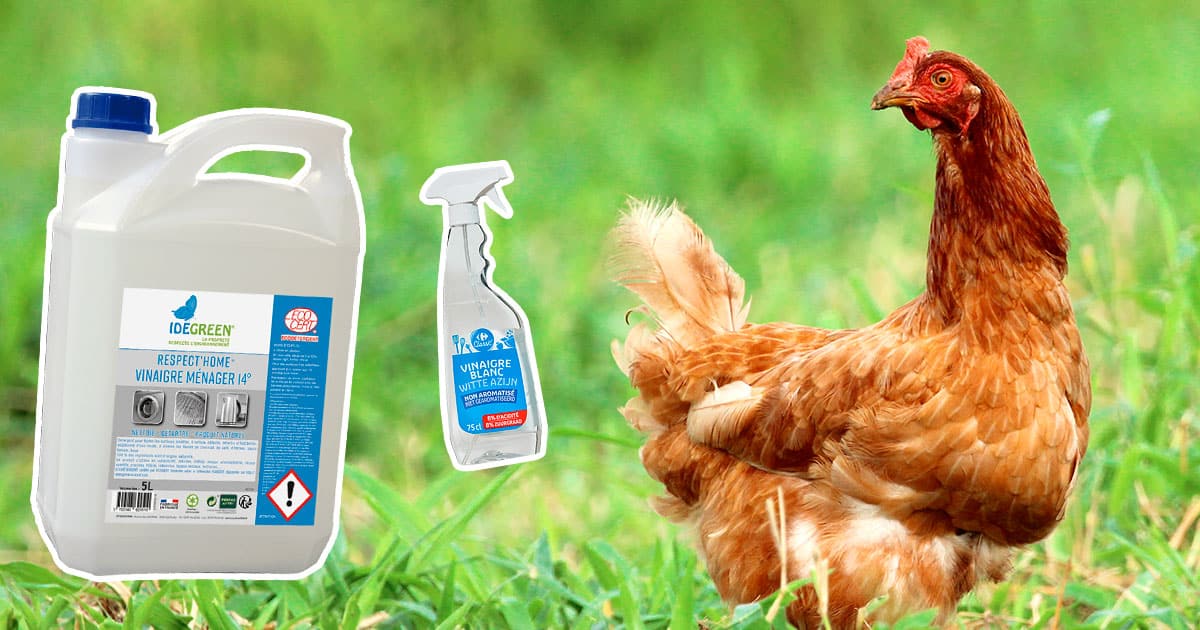 Vinaigre blanc pour les poules et nettoyer le poulailler