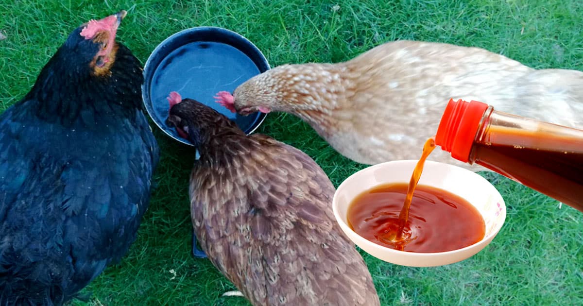 vinaigre de cidre dans l'eau des poules