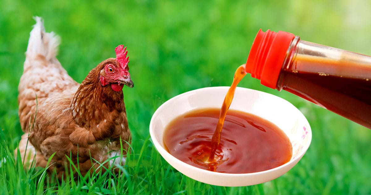 Comment donner du vinaigre de cidre aux poules ?