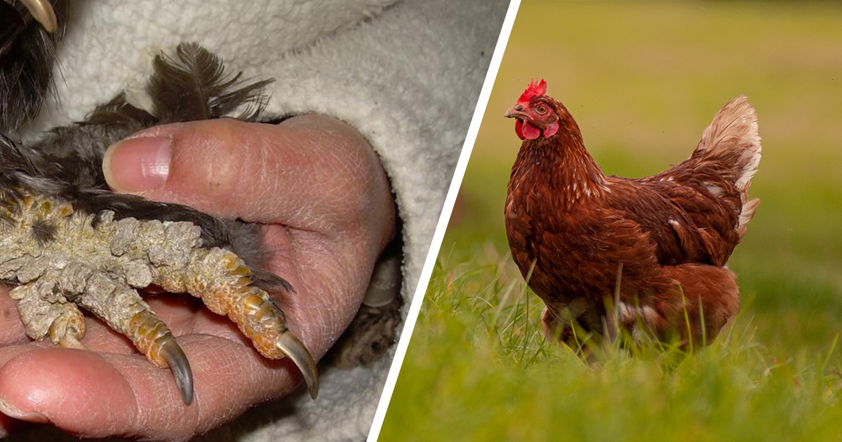La gale des pattes chez les poules : bien l'identifier et la soigner