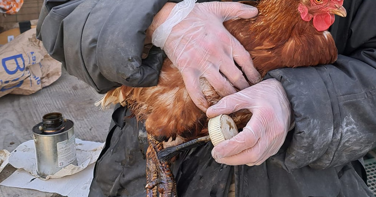 Application de l'huile de cade sur des pattes de poules atteintes de la gale 
