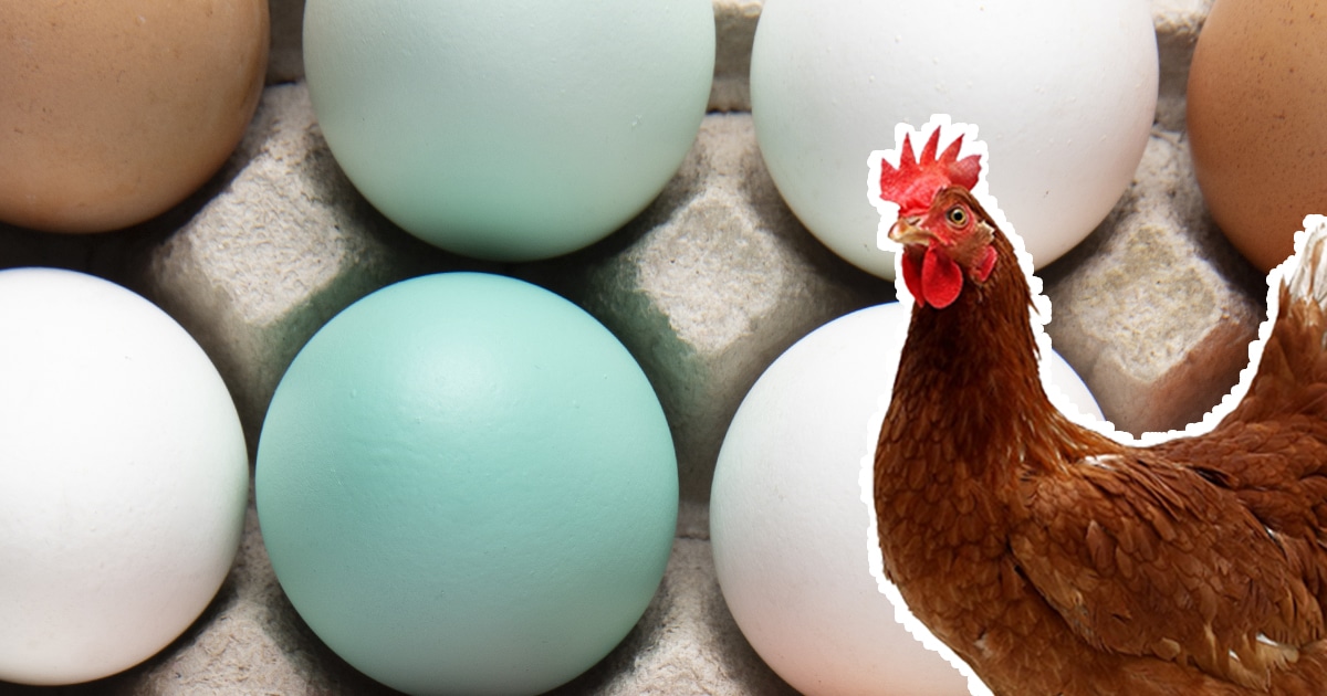 Découvrez les poules qui pondent des œufs aux couleurs étonnantes