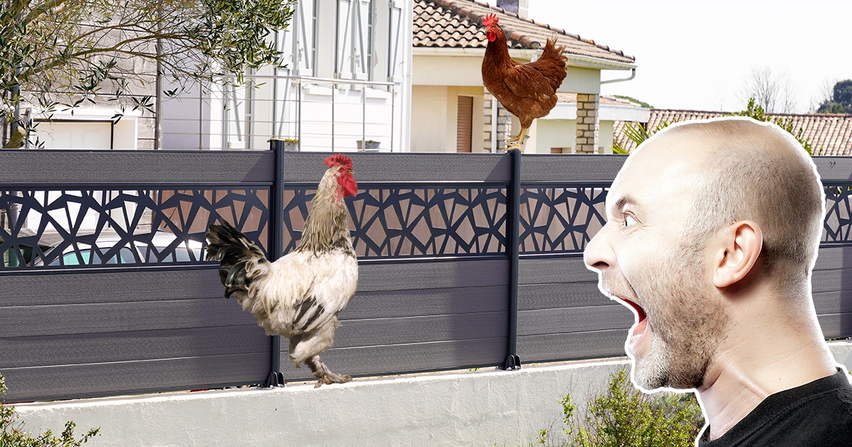 Poule et voisinage : que faire pour ne pas déranger les voisins ?