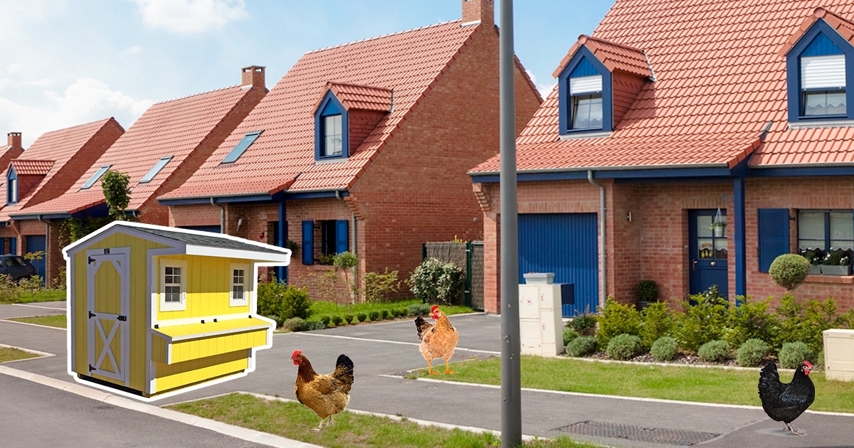 Est ce possible d'avoir des poules quand on vit en lotissement ?