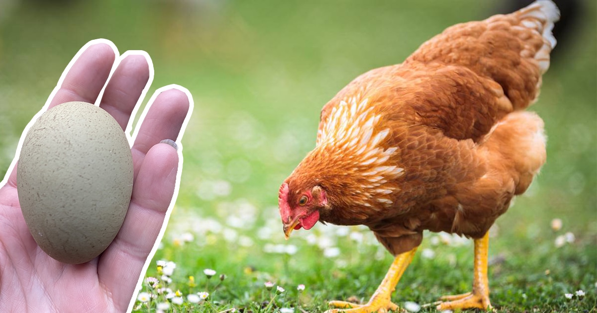 Poules oeufs verts