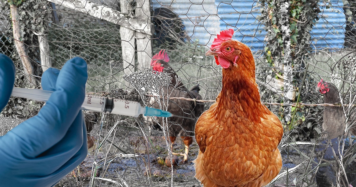 Un vaccin contre la grippe aviaire dès l'automne 2023 ?