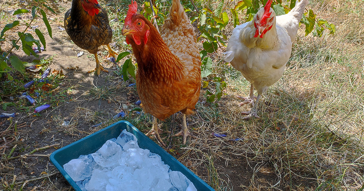 bac à glace pour les poules