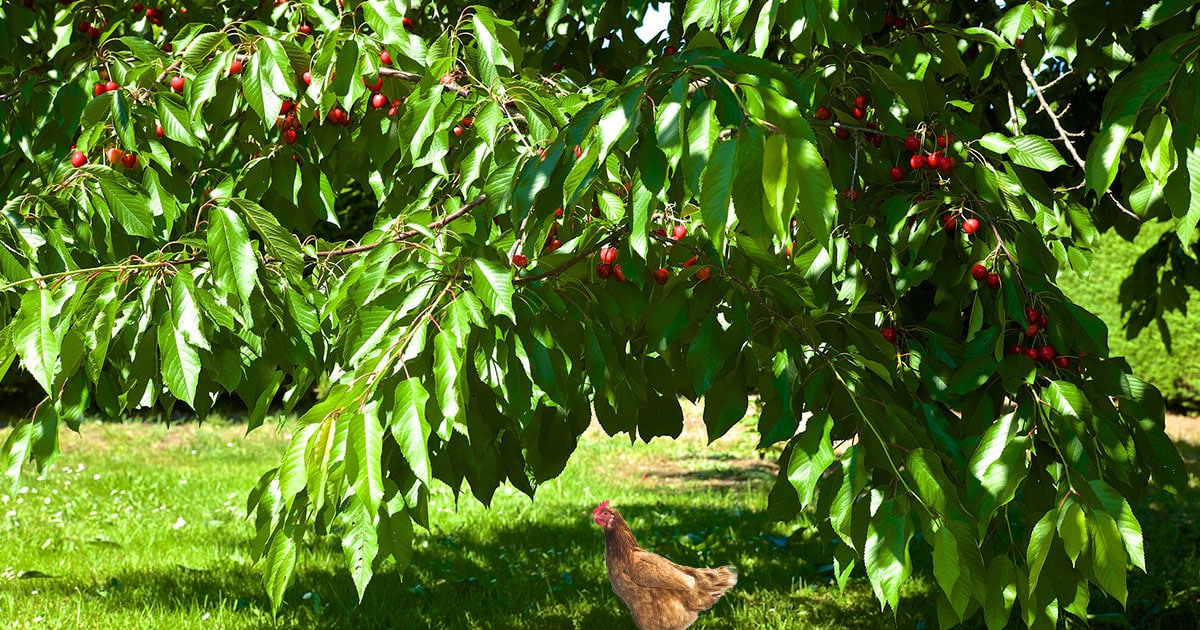 poule sous un cerisier