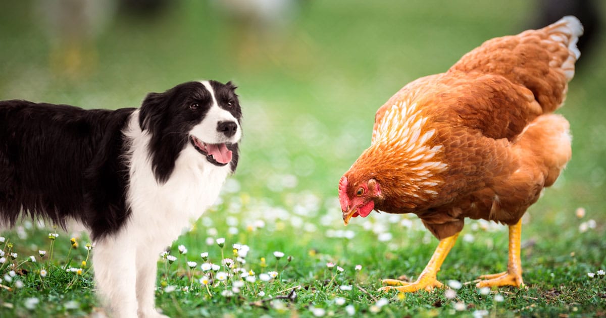 border collie avec les poules