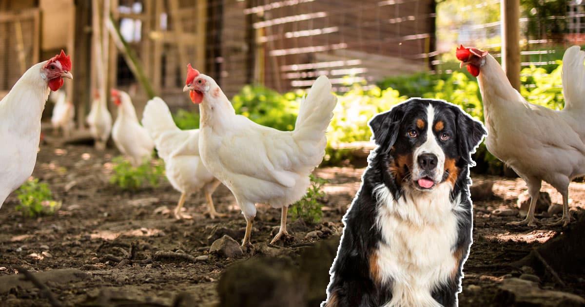 bouvier bernois avec les poules