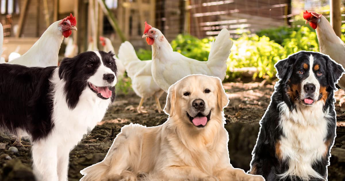 5 races de chiens qui cohabitent bien avec les poules !