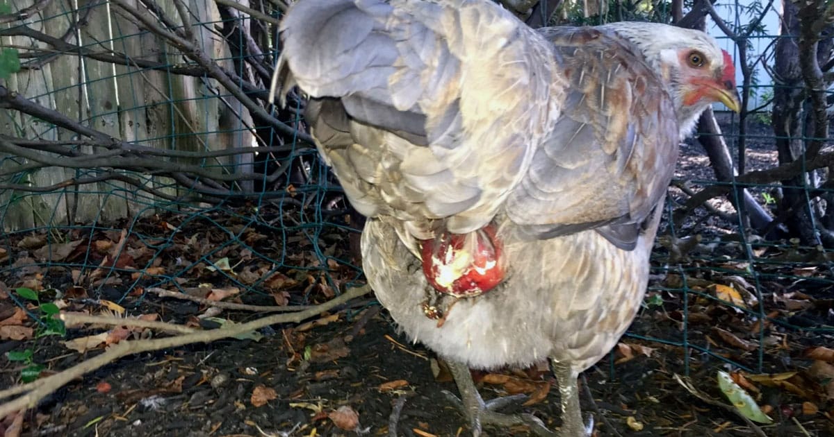 poule avec oeuf coincé