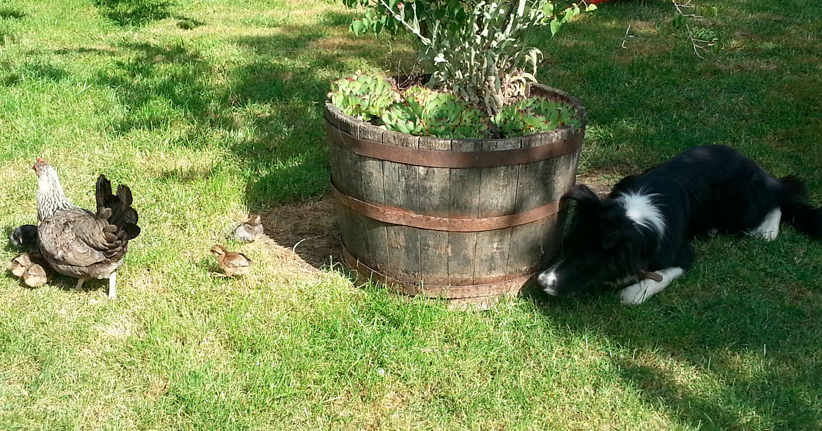 border collie qui joue avec les poules