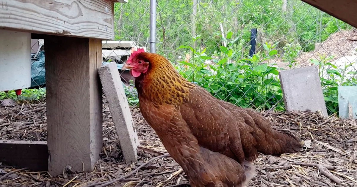 Ponte interne : que faire si ma poule a un oeuf coincé ?