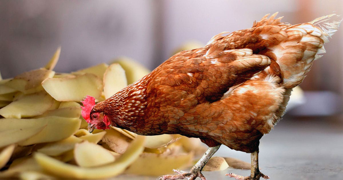 Peut-on donner de la pomme de terre aux poules ?