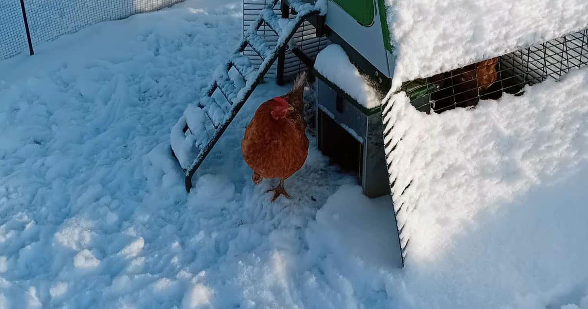 Poule à l'abris du poulailler Omlet dans la neige