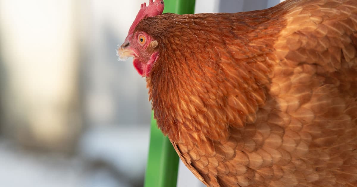 poule curieuse avec la neige