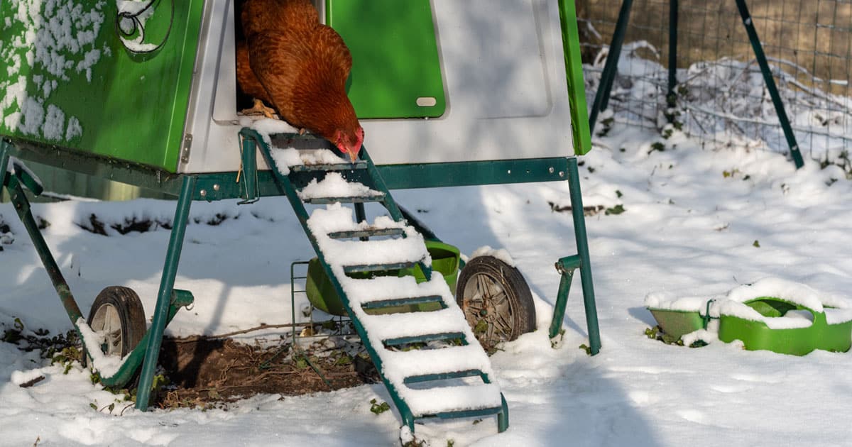 abreuvoir de poule sous la neige