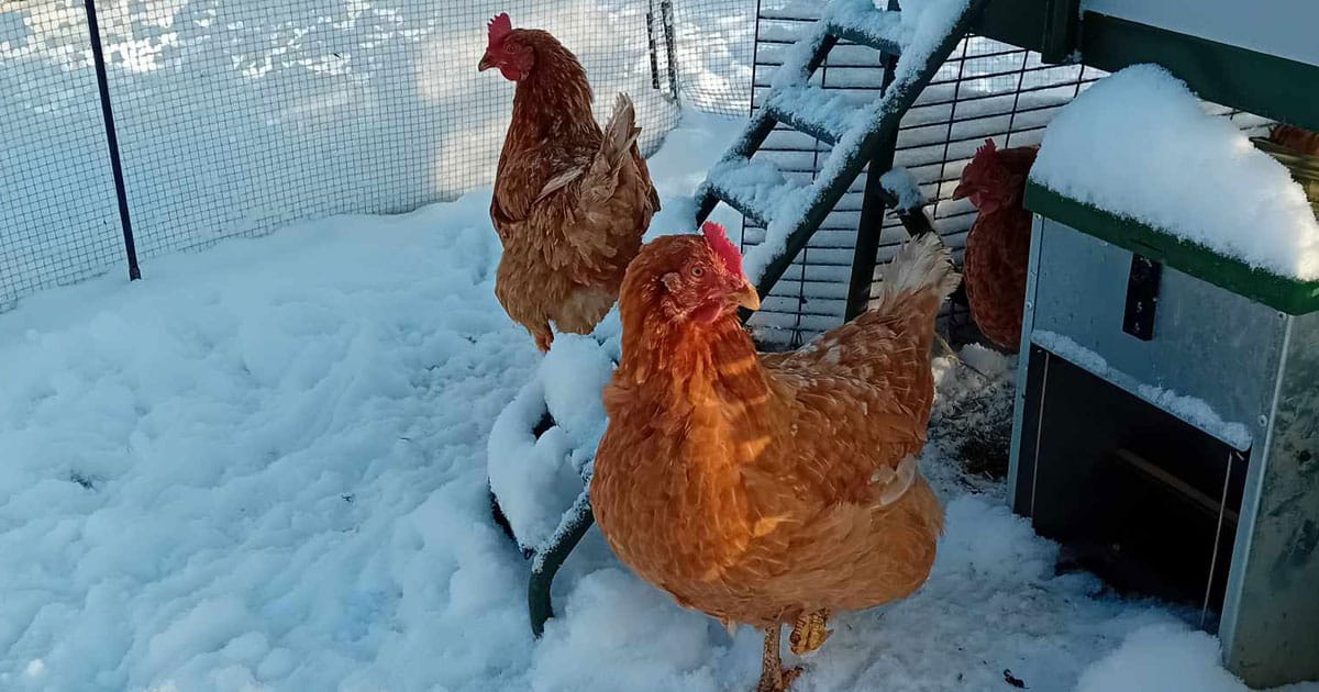 Alerte, il neige, que faire pour les poules ?