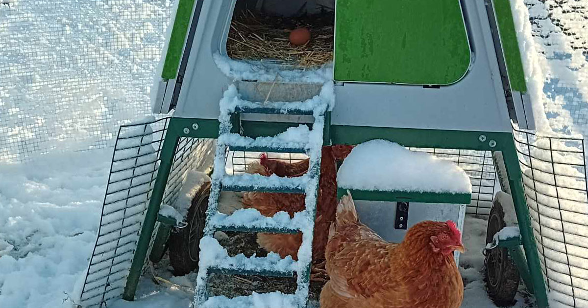 poules qui pondent quand il neige