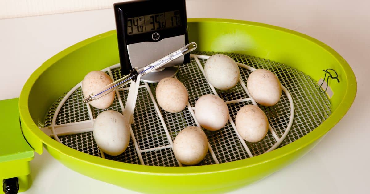 température et humidité dans la couveuse automatique