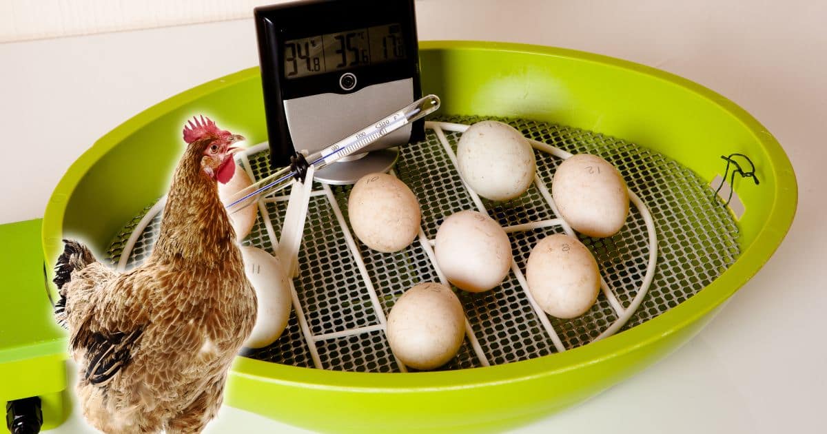 Comment utiliser une couveuse automatique ?