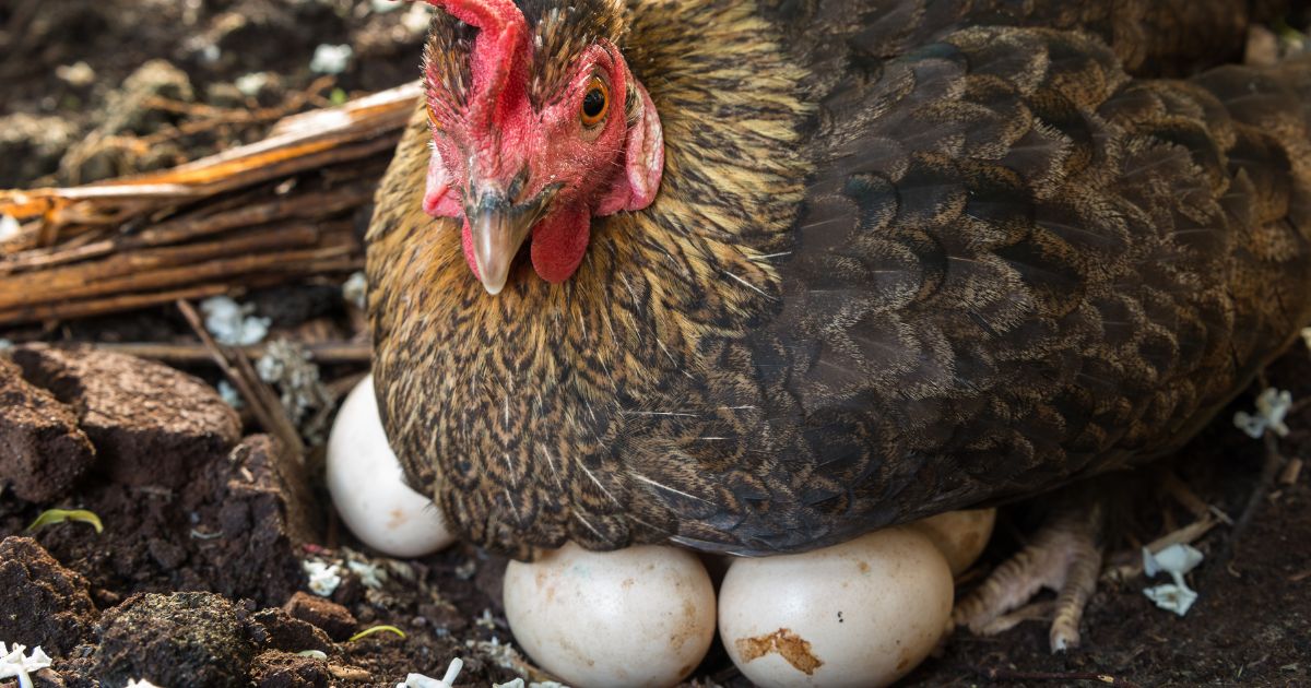 Poule qui couve, naturellement