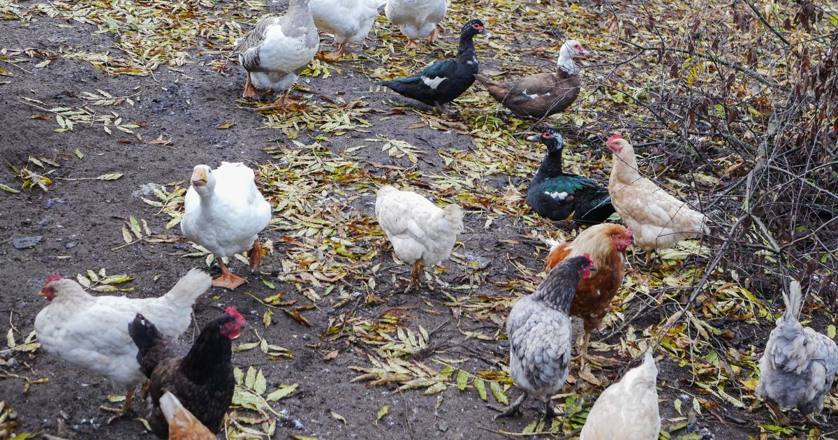 Elevage de poule chez un maraicher, petit producteur local