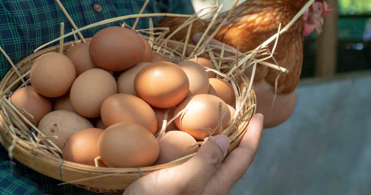 Acheter ses œufs en direct auprès d'une ferme maraîchère : une démarche responsable et savoureuse