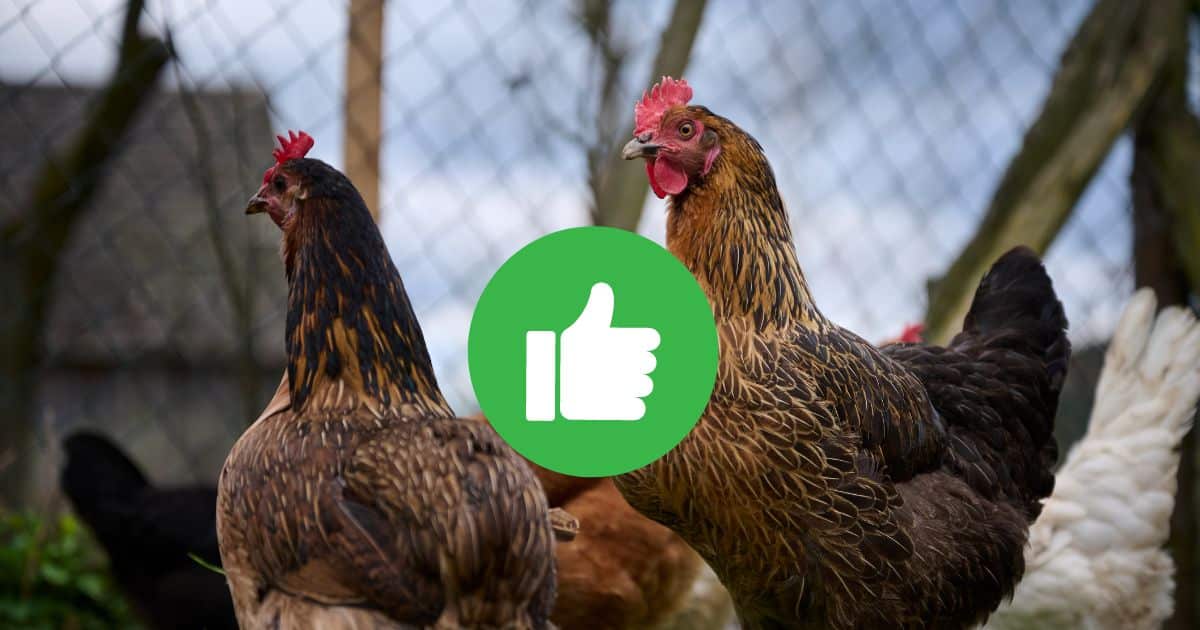 aliments bon pour la poule
