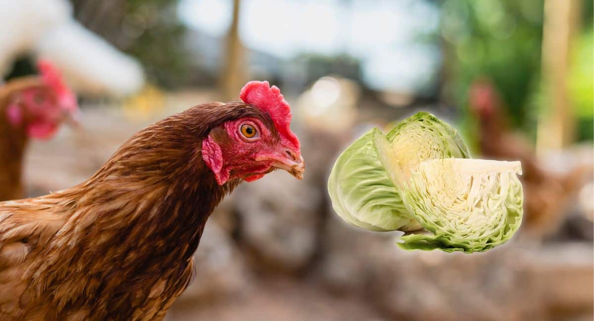 Est ce que la poule peut manger du chou ?