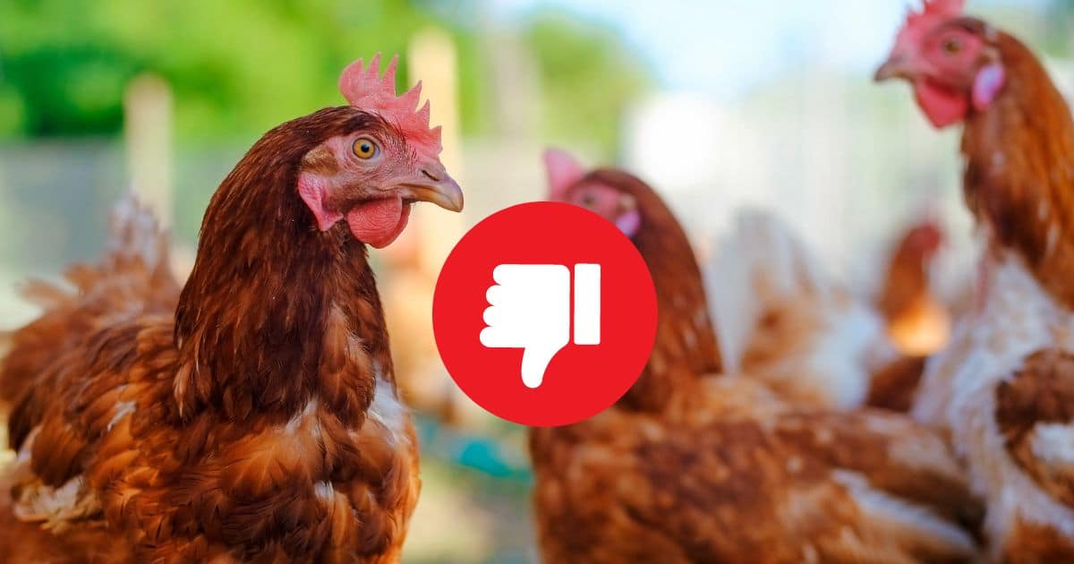 aliments toxique pour la poule