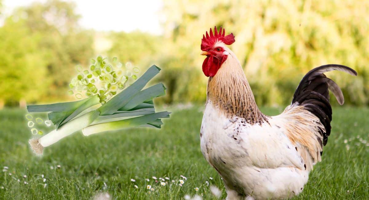 Est ce qu'on peut donner des restes de poireau aux poules ?