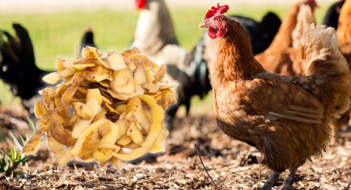 épluchure de pomme de terre pour les poules