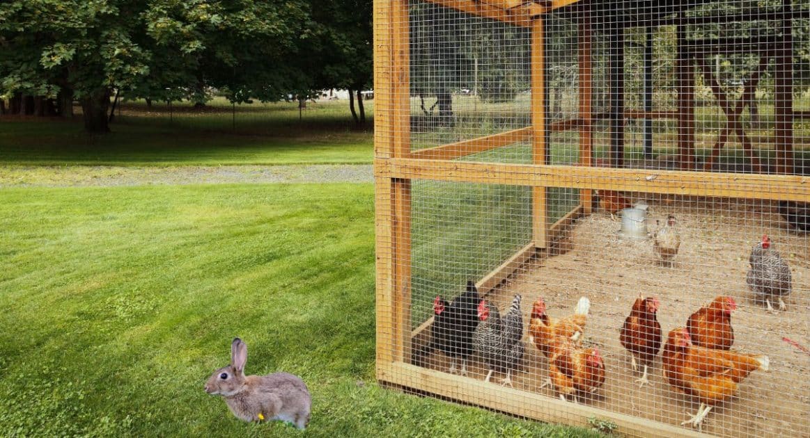 lapins et poules