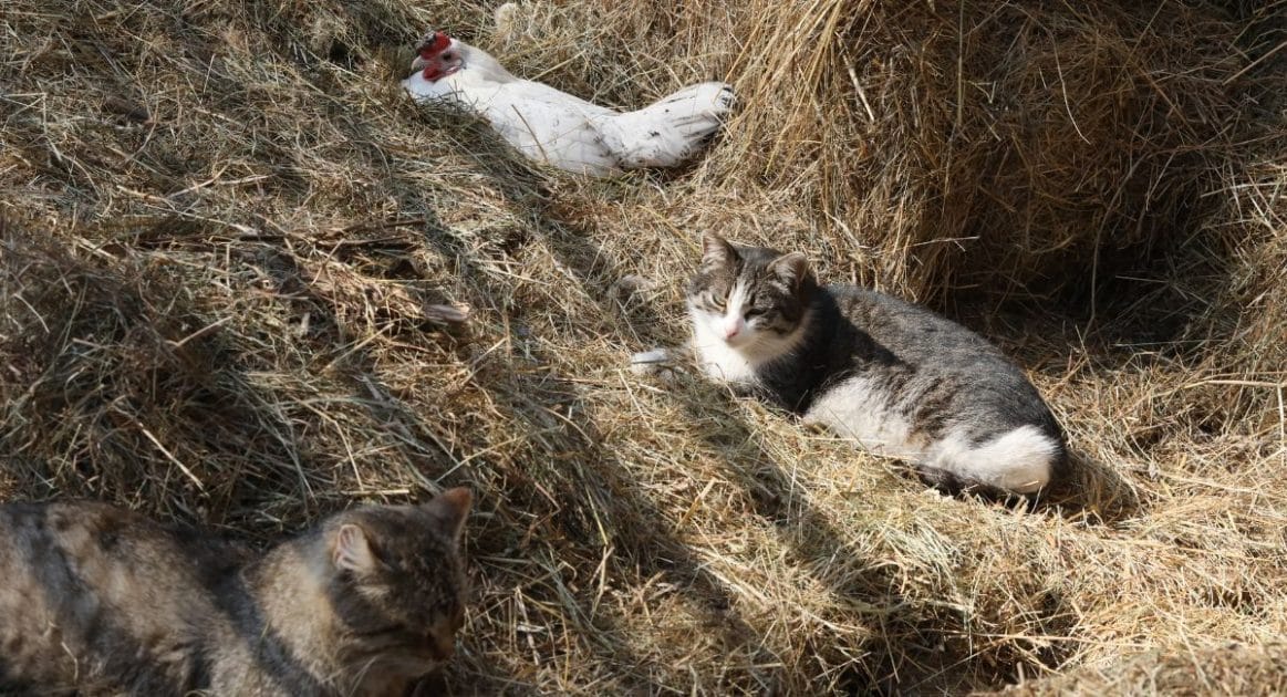 Chats et poules