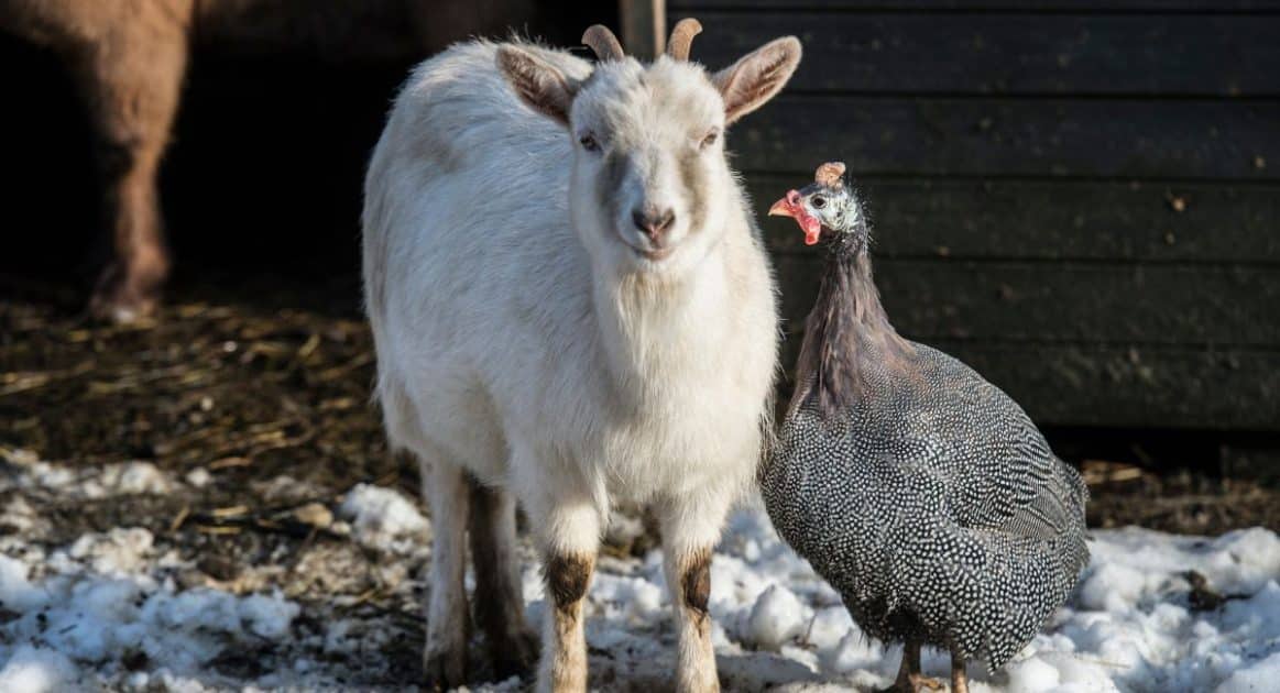 chèvre dans le poulailler