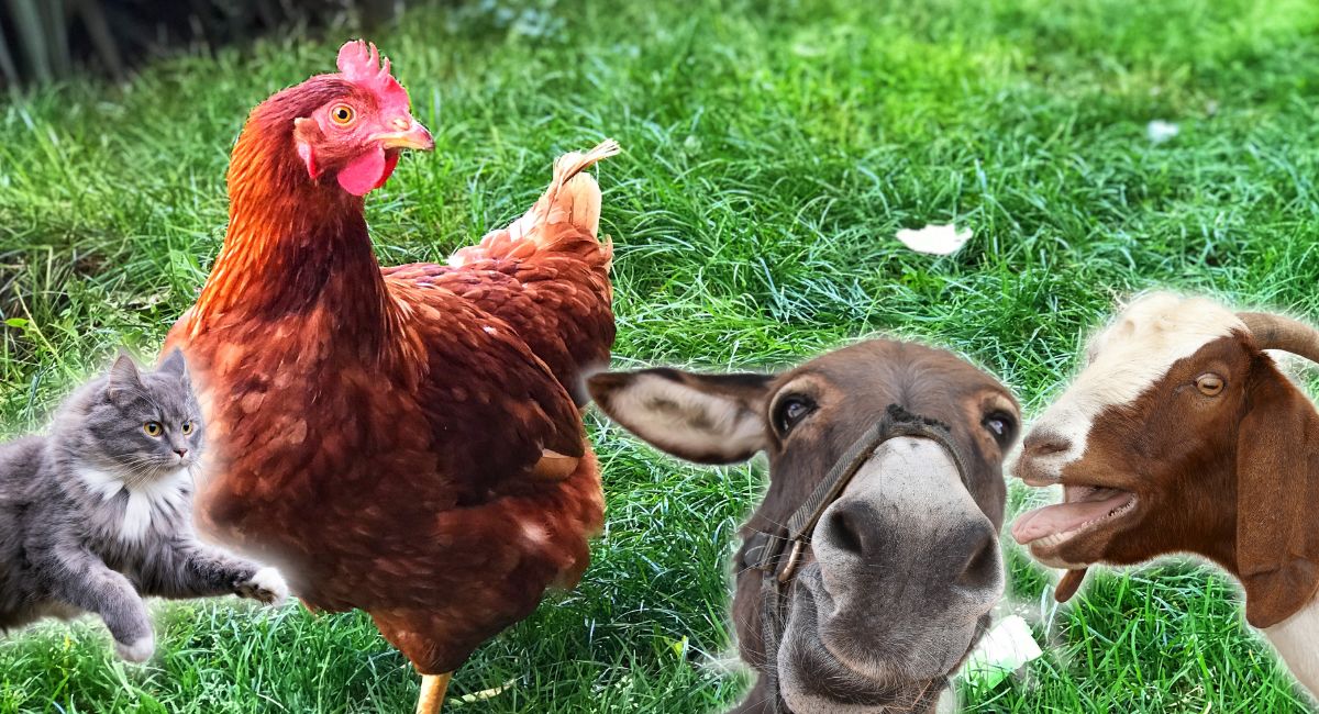 Quels sont les animaux qui peuvent cohabiter facilement avec les poules ?
