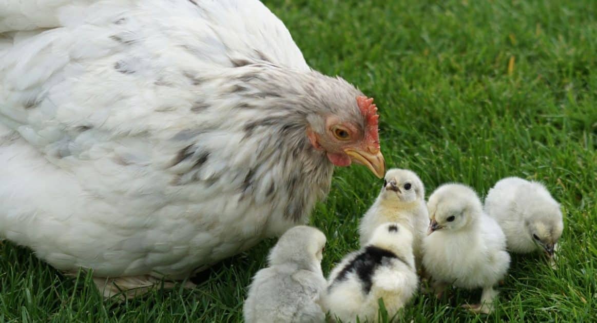 poules et poussins en sécurité