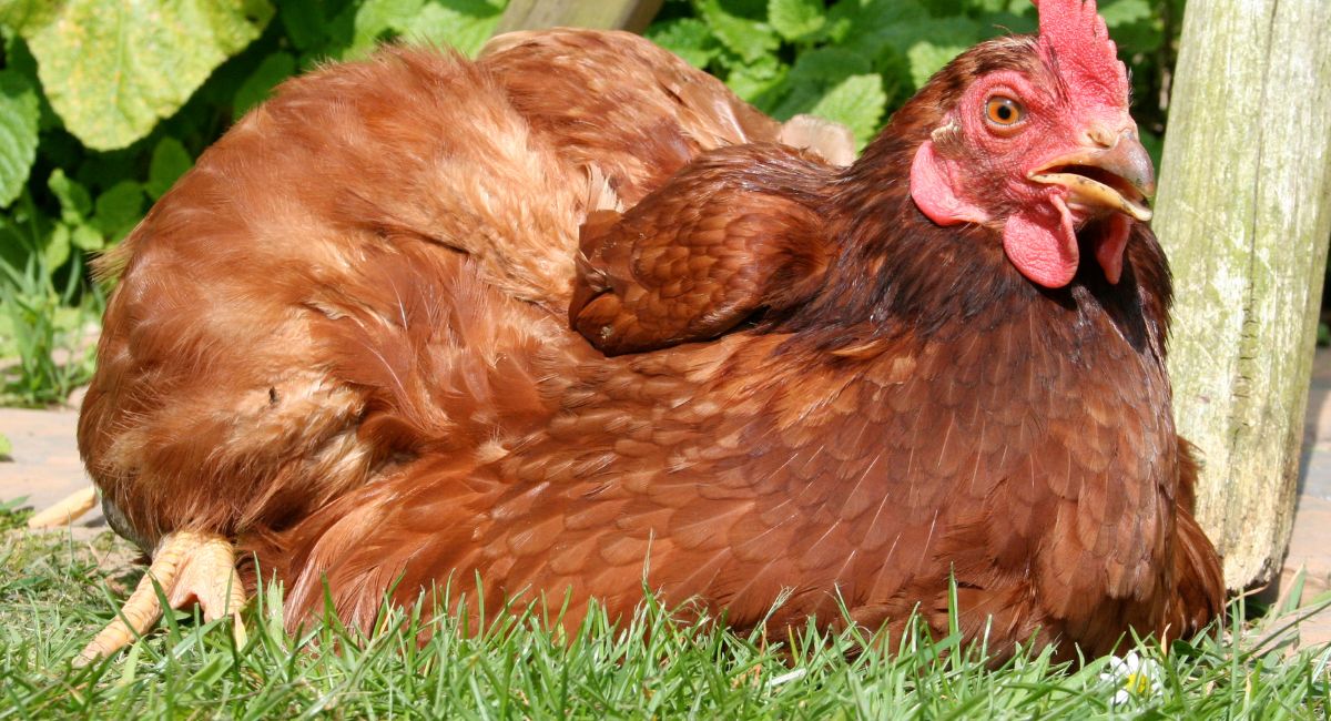 Comment faire en sorte que les poules se sentent vraiment bien ?