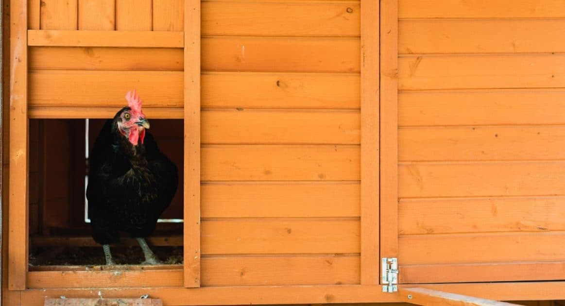 Poulailler sécurisé pour les poules
