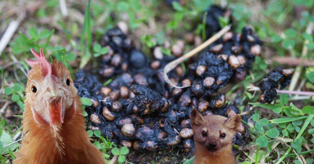 Comment identifier des crottes de fouine autour du poulailler ?