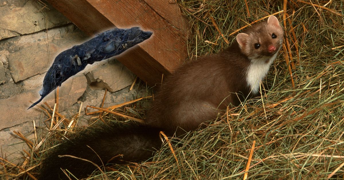 l'apparence d'une crotte de fouine est vraiment propre à elle