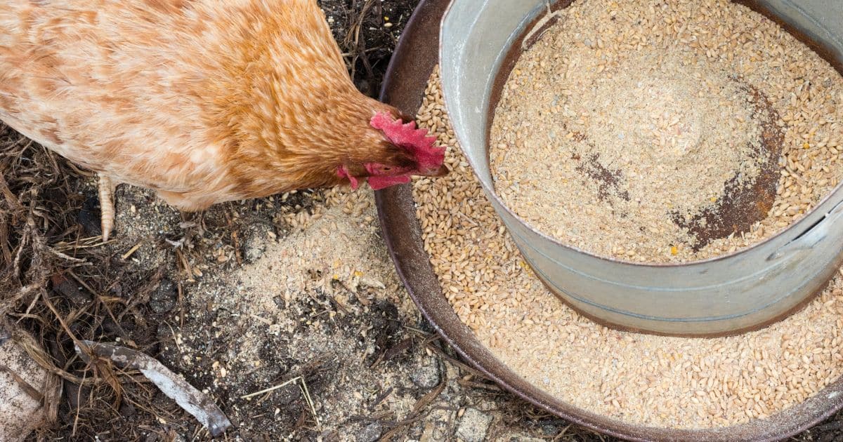 Est ce que c'est mieux de nourrir les poules le matin ou plutôt le soir ?
