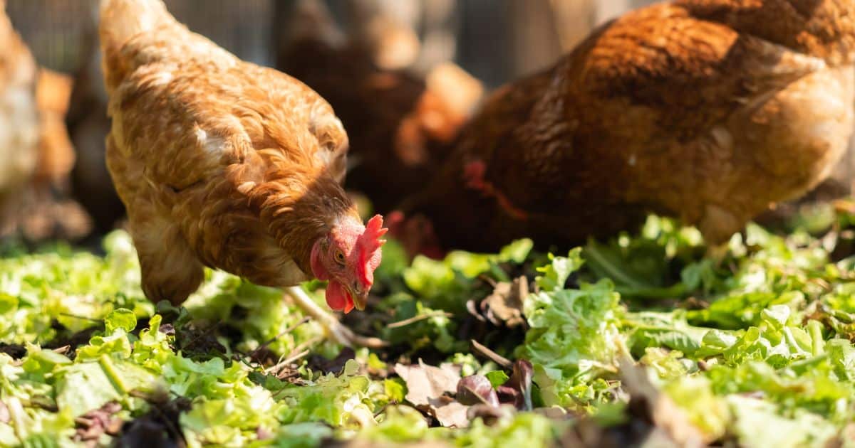 poule qui aime chercher sa nourriture toute seule